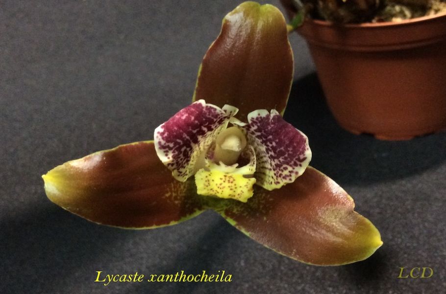 Lycaste xanthocheila