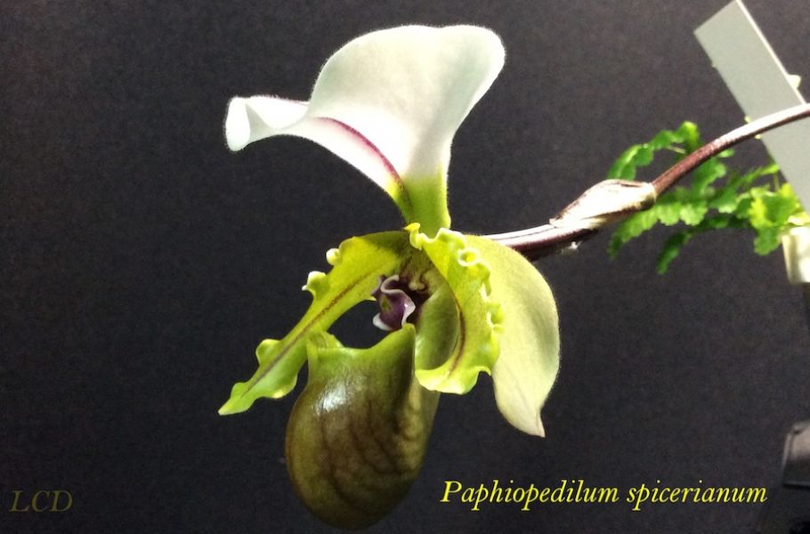 Paphiopedilum spicerianum