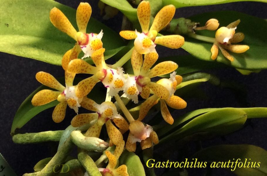 Gastrochilus acutifolius