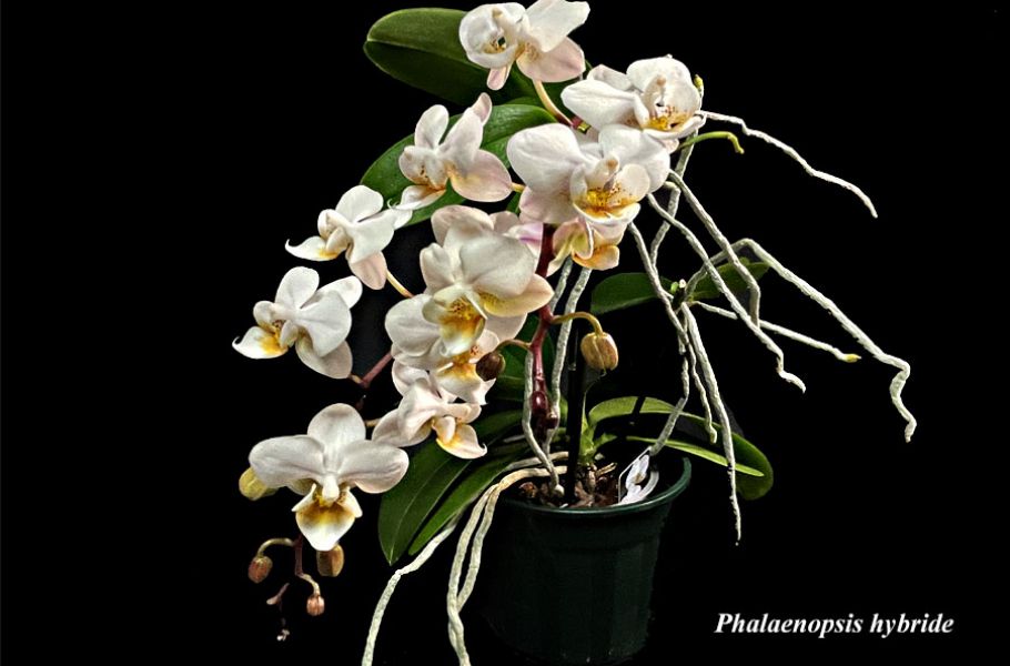 Phalaenopsis hyb