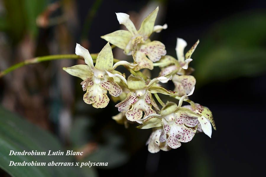 Dendrobium Lutin Blanc