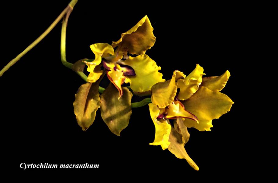 Cyrtochilum macranthum