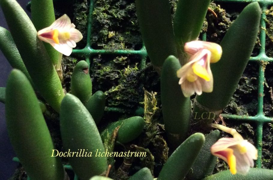 Dockrillia lichenastrum