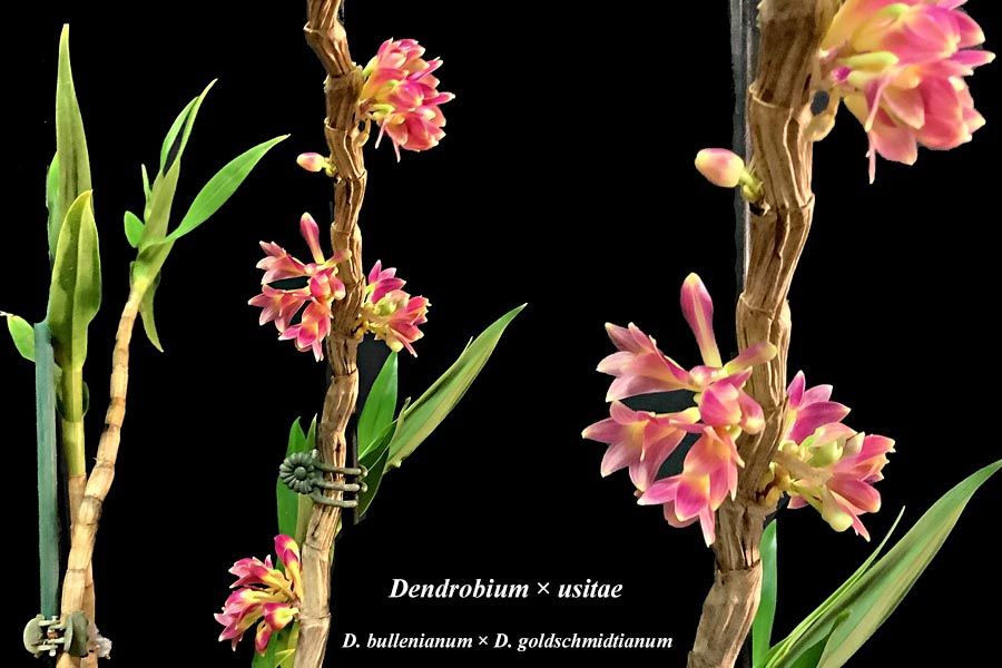 Dendrobium × usitae