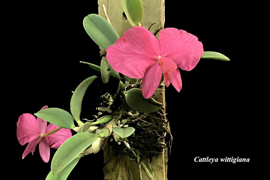 Cattleya wittigiana