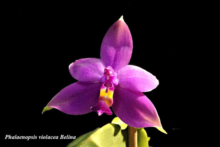Phalaenopsis violacea Belina