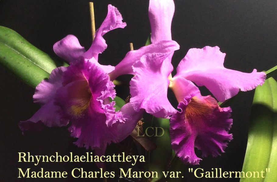 Rhyncholaeliocattleya Madame Charles Maron