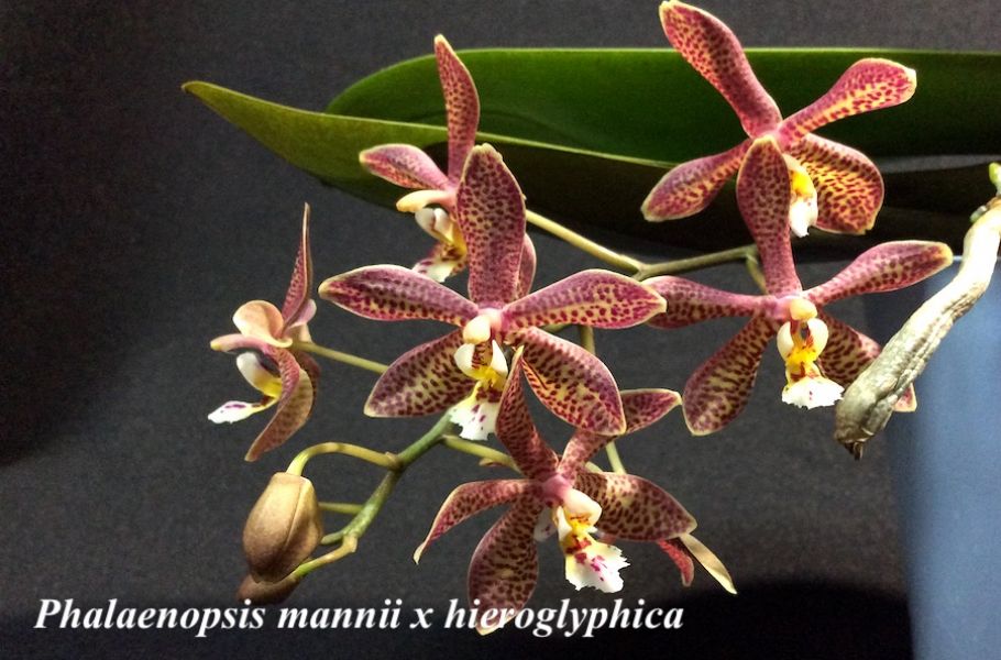 Phalaenopsis mannii