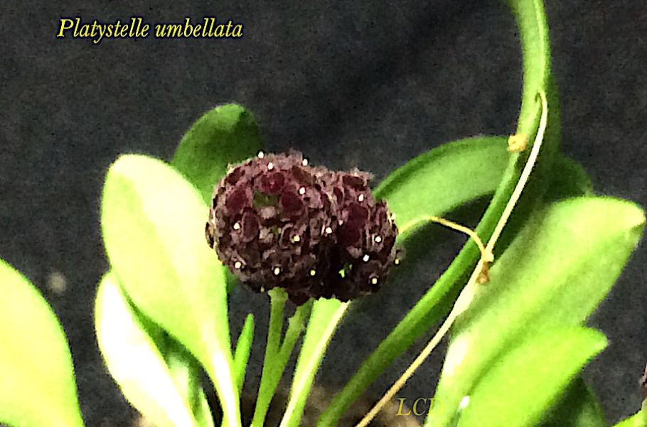 Platystele umbellata