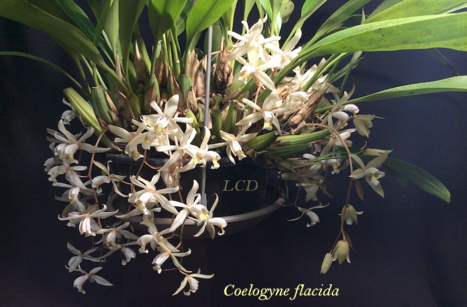 Coelogyne flaccida