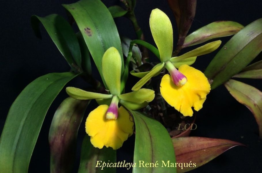 Epidendrum rené Marquès