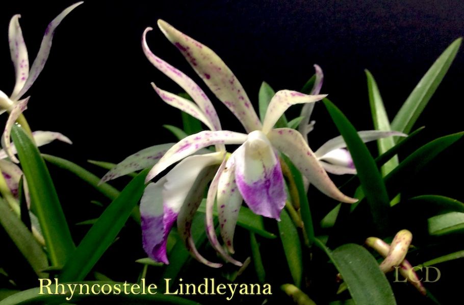 Rhyncostele lindleyana