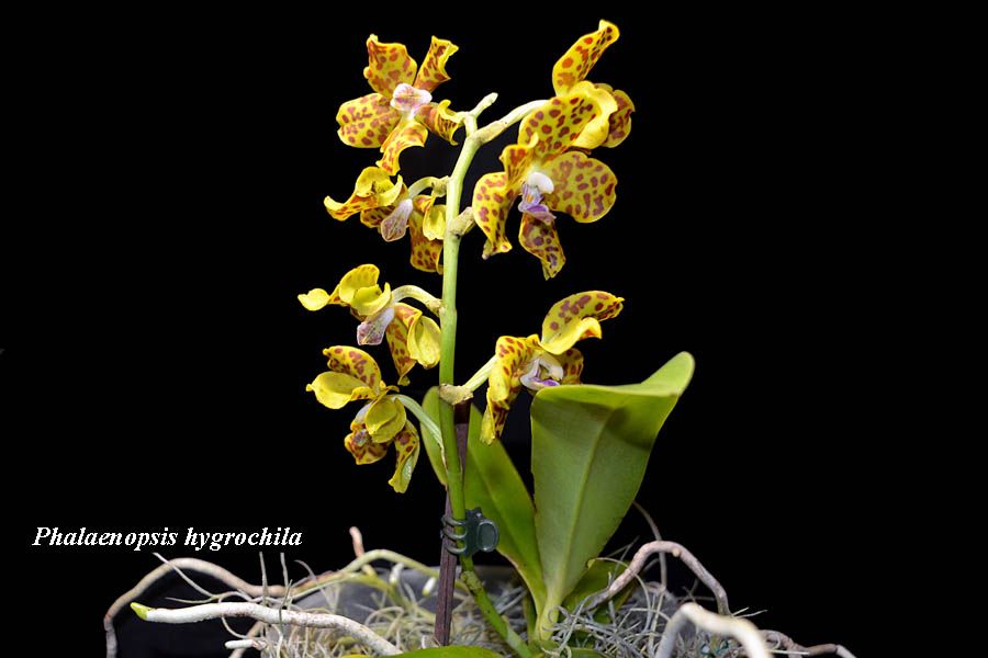 Phalaenopsis hygrochila
