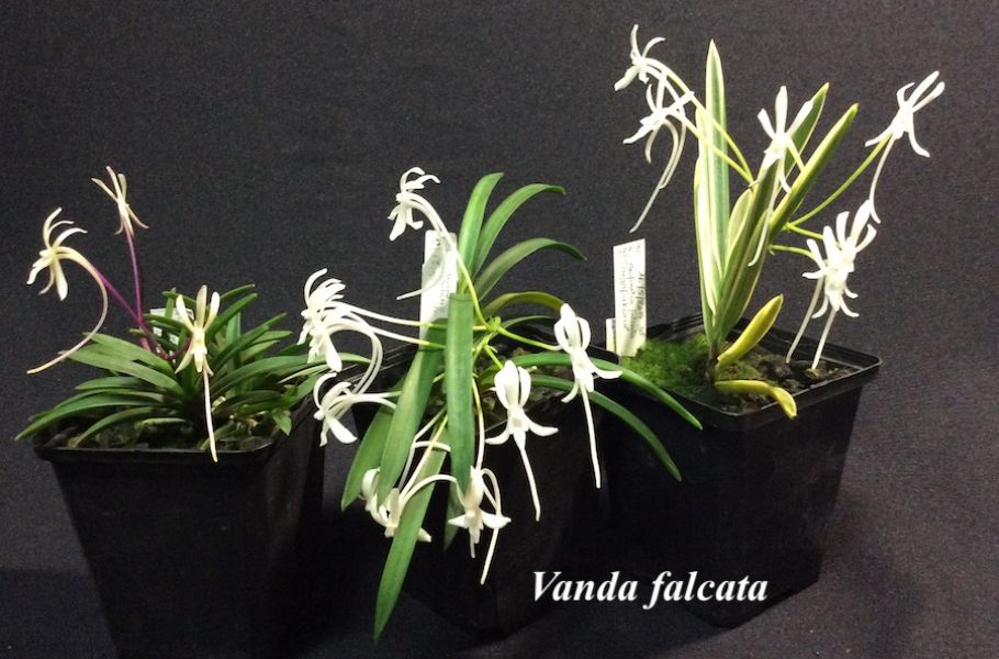 Vanda falcata