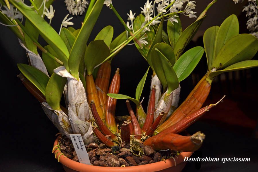 Dendrobium speciosum 1