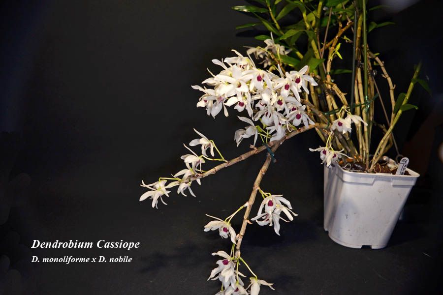 Dendrobium Cassiope