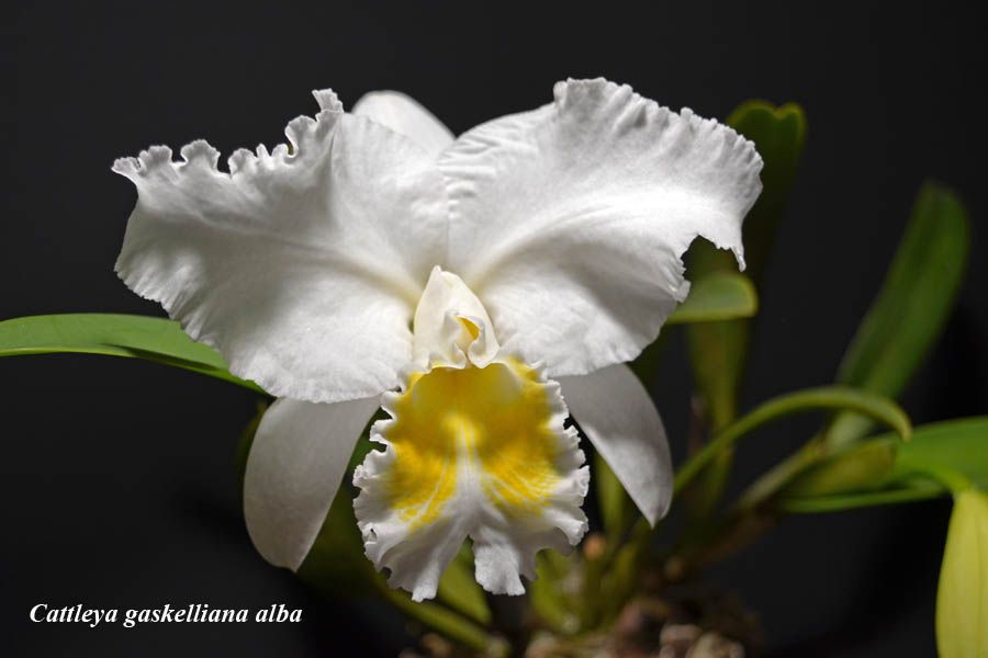 Cattleya gaskelliana alba