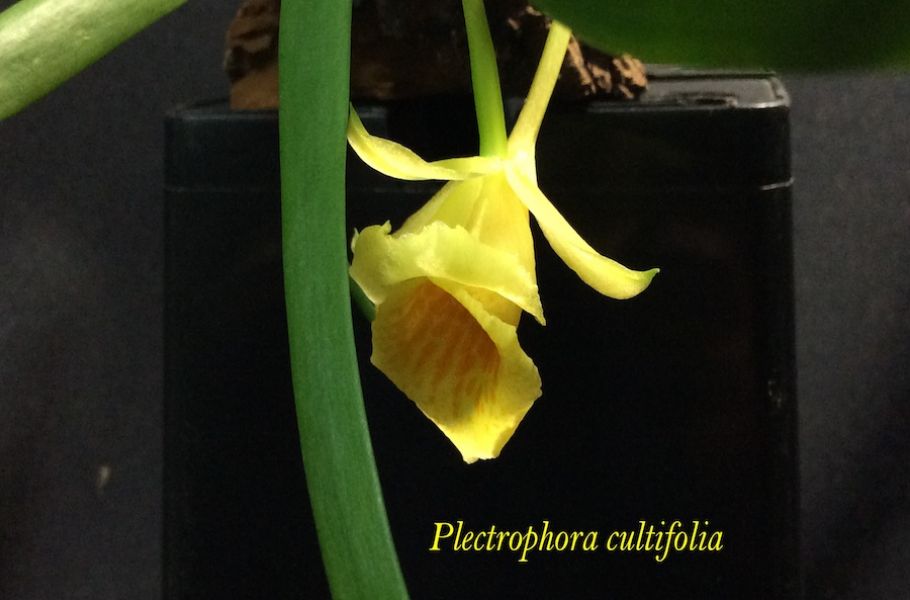 Plectrophora cultrifoliaJPG