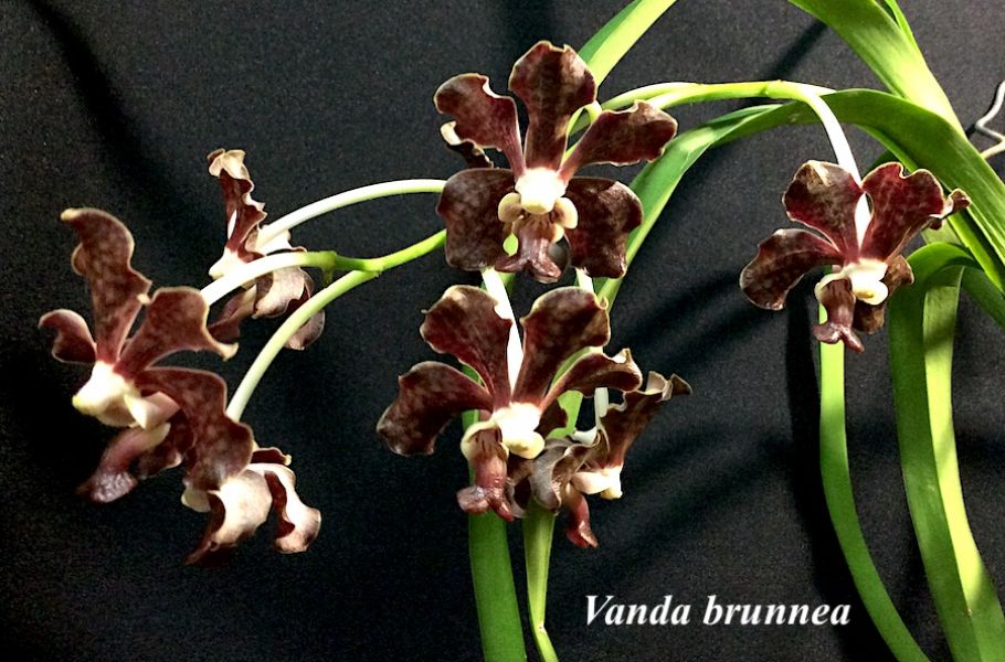 Vanda brunnea