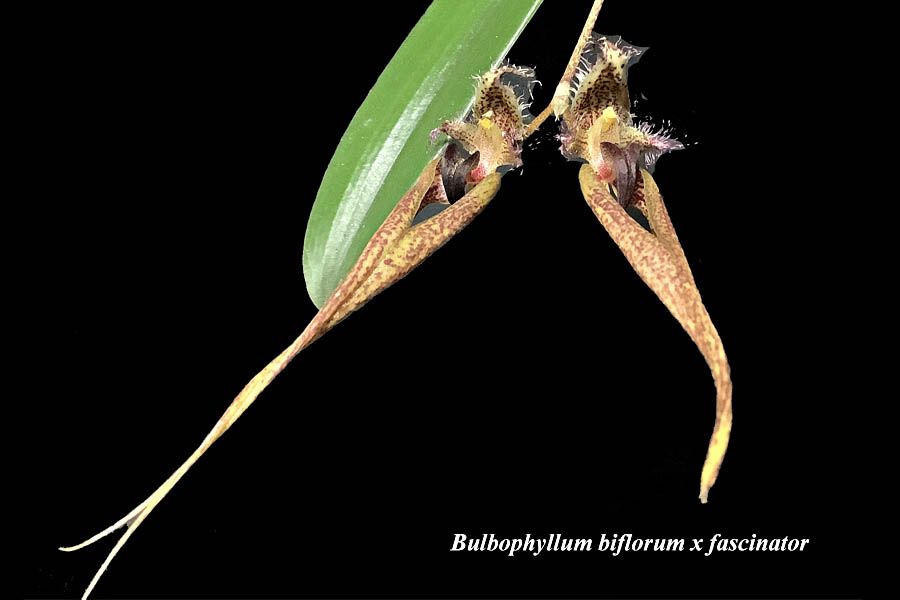 Bulbophyllum biflorum x fascinator