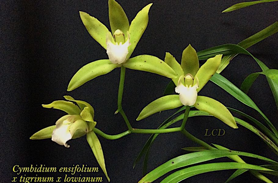Cymbidium hybJPG