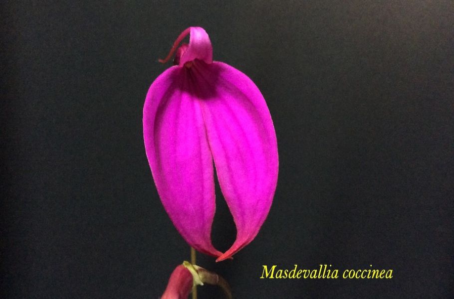 Masdevallia coccineaJPG