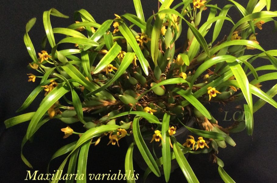 Maxillaria variabilis