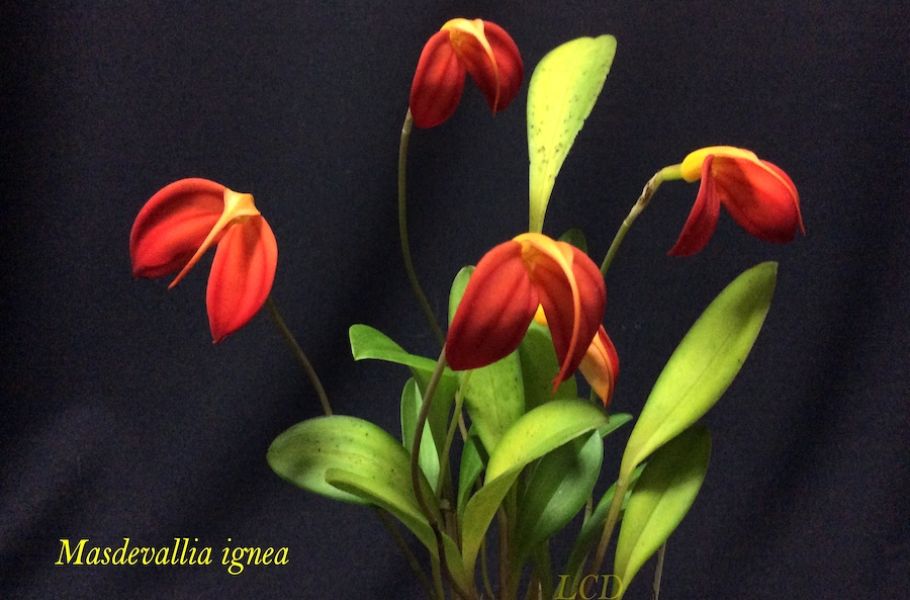 Masdevallia ignaeJPG